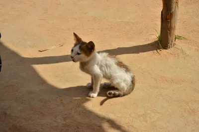 DSC_5330 (Large).JPG